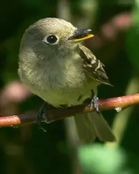 AThe Pacific-slope Flycatcher is a small gray bird perched on a thin twig